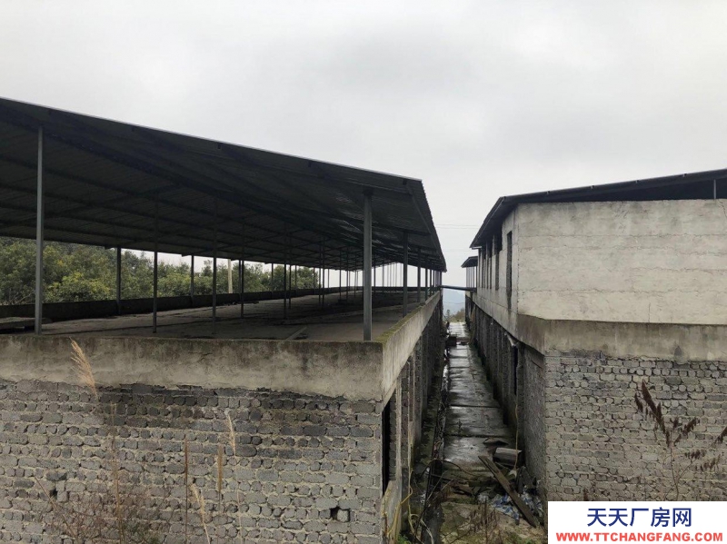 本廠房低價(jià)出售，三相電齊全，可用作養(yǎng)殖或加工