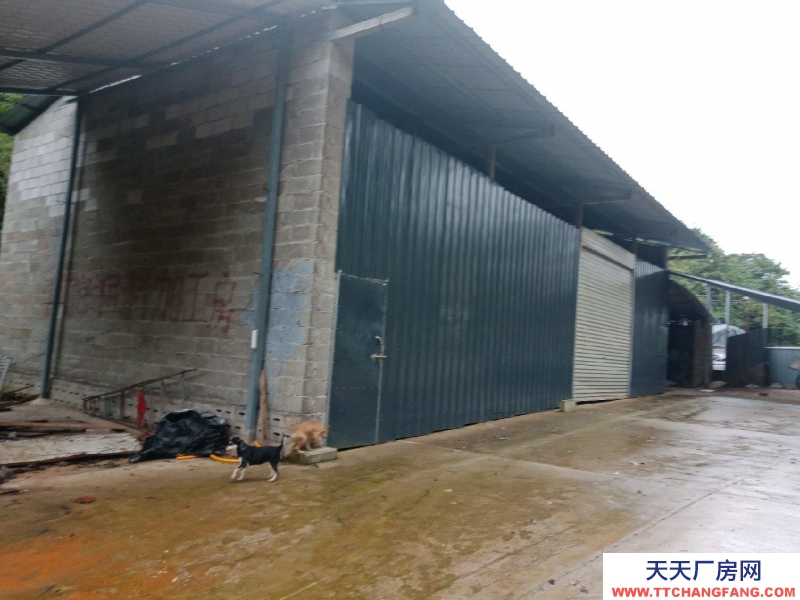 (出租) 本場地可規(guī)模養(yǎng)殖牛，農(nóng)產(chǎn)品加工，房內(nèi)可建冷庫及食用菌加工房