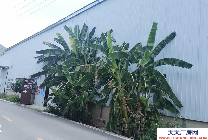 (出售) 生產廠房出租出售，價格可談