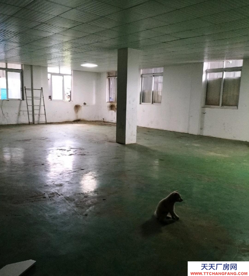 (出租) 自交建廠房，分割出租