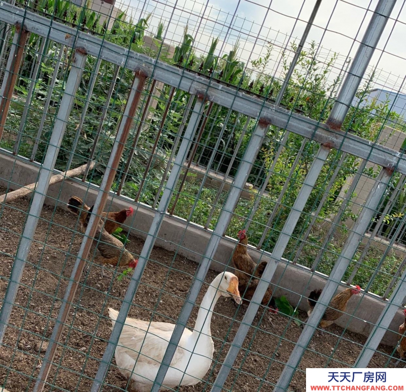 石家莊長安溫室大棚，果樹園，羊圈牛棚雞舍等