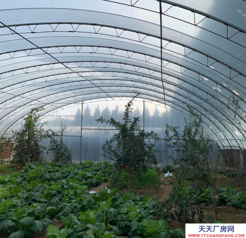 石家莊長安溫室大棚，果樹園，羊圈牛棚雞舍等