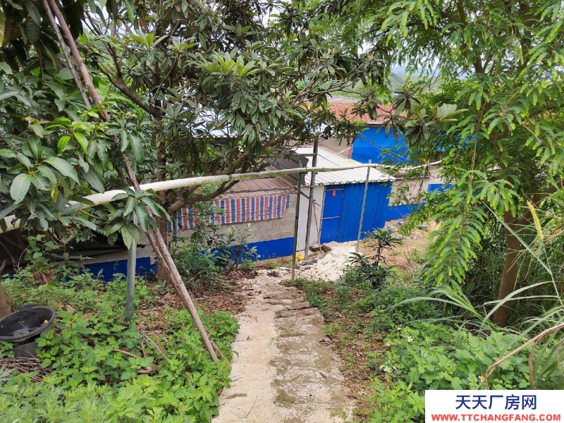 南寧市西鄉塘(出租) 2000平豬場，可放養肉豬1300頭