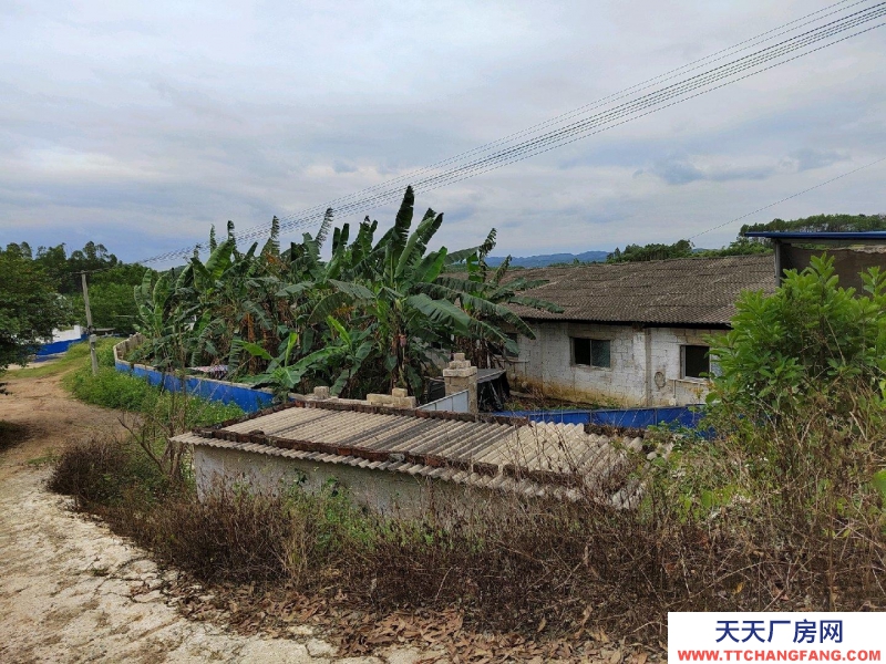 南寧市西鄉塘(出租) 2000平豬場，可放養肉豬1300頭