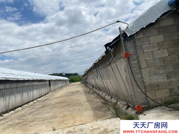 (出租) 紅河自己養雞，了，交通水電都方便，周邊無污染環境