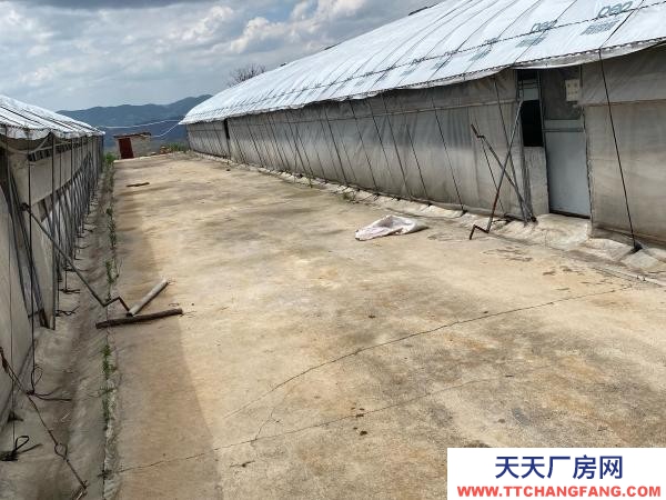 (出租) 紅河自己養雞,了,交通水電都方便,周邊無污染環境