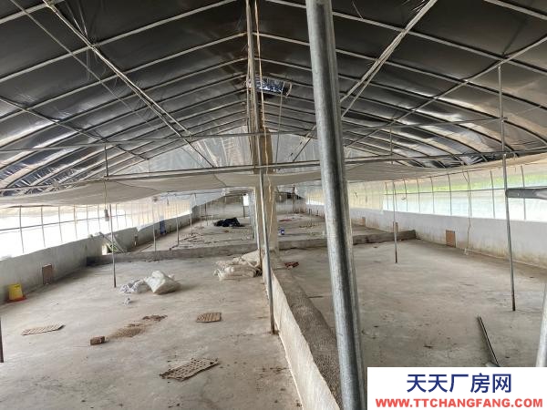 (出租) 紅河自己養雞,了,交通水電都方便,周邊無污染環境