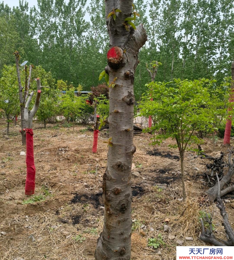 (出租) 保鮮冷藏庫3個／480立方，冷凍庫2個／480立方4800