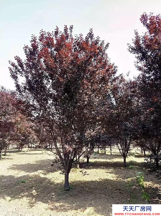 (出租) 益通天然氣加氣站對(duì)面