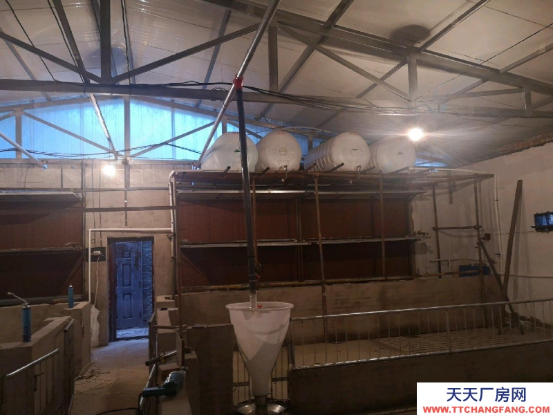 (出租) 自建養殖場，豬 牛 羊均可使用