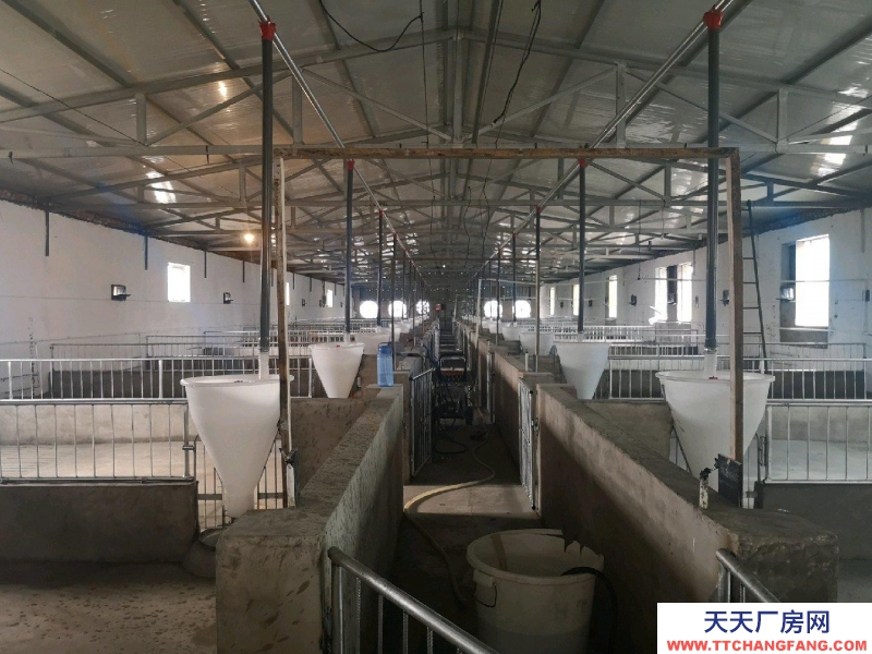 (出租) 自建養殖場，豬 牛 羊均可使用