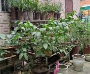 (出租) 宜昌猇亭私房一樓，水電齊全，院內有土地，可作花棚。