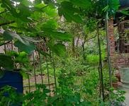 (出租) 宜昌猇亭私房一樓，水電齊全，院內有土地，可作花棚。