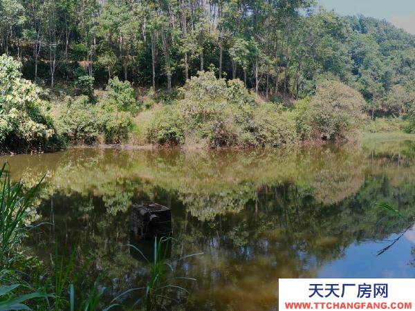 (出租) 養殖場，魚塘，倉庫，住房，面積約20畝