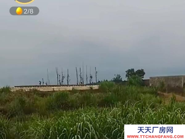 (出租) 茶葉初制加工所和養雞場