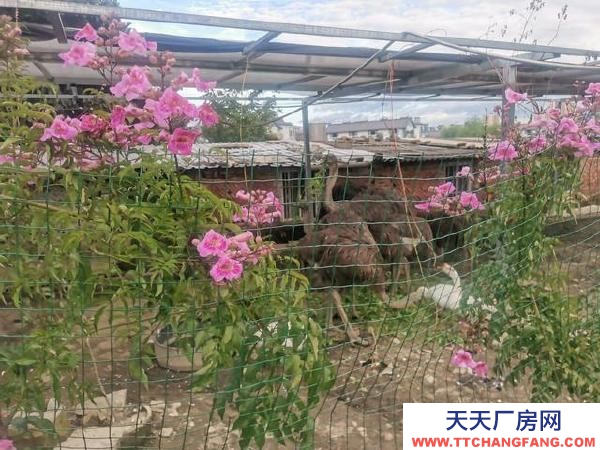 (出租) 可做廠房，倉儲，苗圃，農家樂，露天籃球或足球教學場地