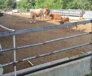 (出租) 廠地大，廠房多以前是養(yǎng)殖的，可辦養(yǎng)殖