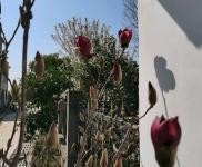 (出售) 襄陽棗陽廠房一棟,獨立小院一棟人,有三項電有基井