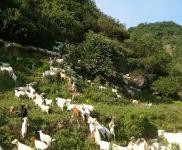 (出售) 十堰茅箭羊場，可以喂千頭以上，也可以放養