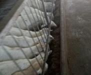 (出售) 十堰茅箭養(yǎng)殖場，圈養(yǎng)也可以放養(yǎng)，養(yǎng)羊能上一千頭以上