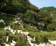 (出售) 十堰鄖西周邊,適合養(yǎng)殖,價(jià)格面議