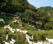 (出售) 十堰鄖西周邊，適合養殖，價格面議