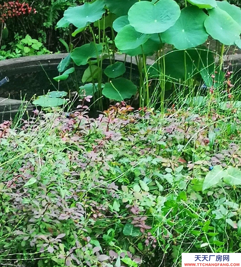 保定 雄縣 本住房可辦公，住宿，停車
