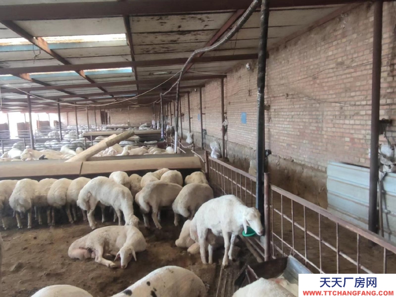 (出租) 場(chǎng)地出租 現(xiàn)有龍泉鎮(zhèn)東關(guān)村洋墩河?xùn)|公路南側(cè)