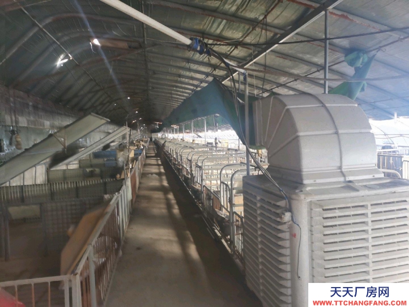 唐山 古治 出租養(yǎng)豬大棚3個(gè)共2600平米，成套的養(yǎng)豬設(shè)備齊全。