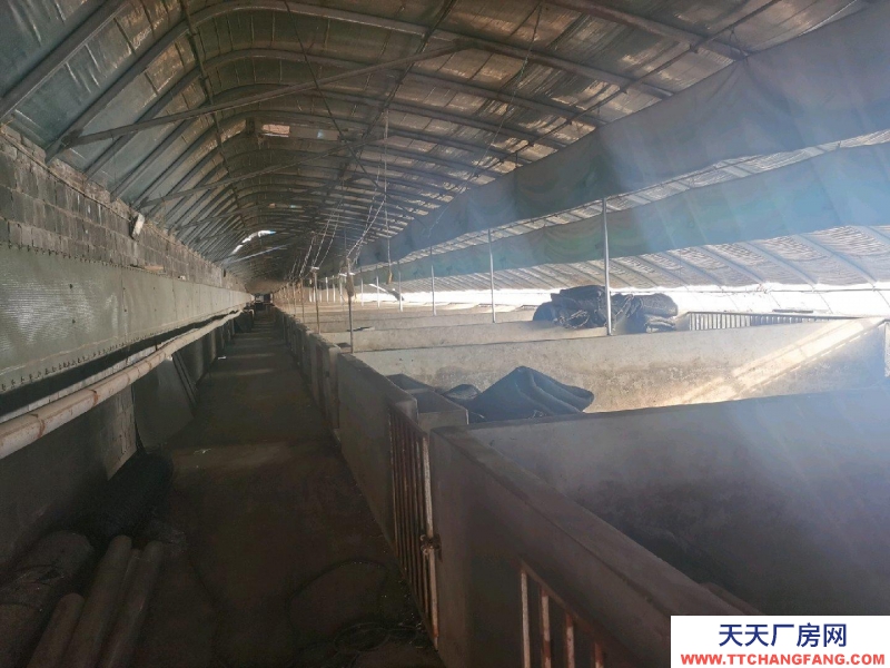 唐山 古治 出租養(yǎng)豬大棚3個(gè)共2600平米，成套的養(yǎng)豬設(shè)備齊全。