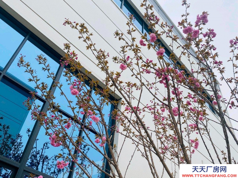 (出租)西安藍(lán)田 現(xiàn)房.單層鋼構(gòu).層高13.1米.預(yù)留10噸航吊