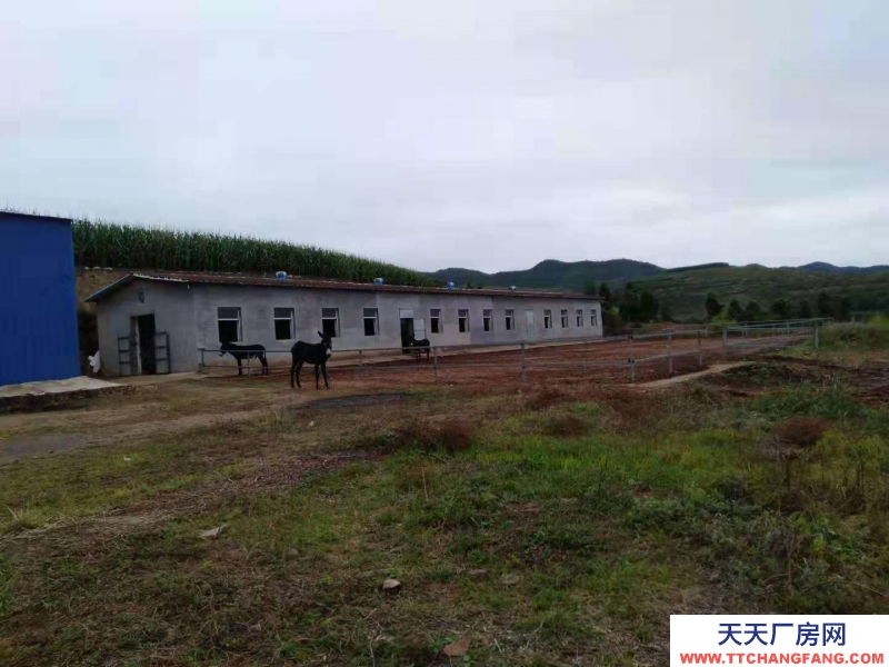 (出租) 出租平定平陽路（岔口鄉(xiāng)北頭嶺村大型養(yǎng)殖場）