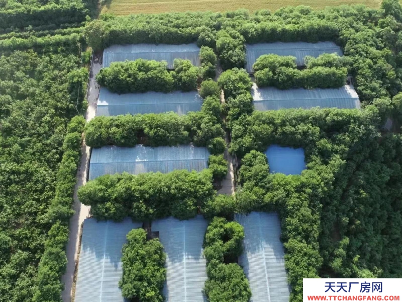 (出租) 咸陽淳化大型現代化豬舍出租。