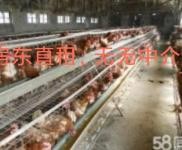 (出租)鄂州梁子湖 臨近王家鋪,有學校,可做各類倉庫,廠房等