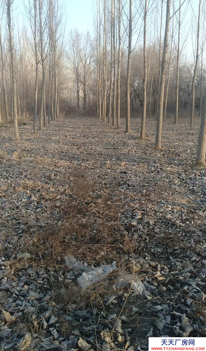 廊坊 大城 庫房粱高5米，西面是馬路，可以進13米大車。