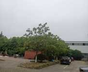 (出租) 出租楊市章華南路大型鋼構廠房