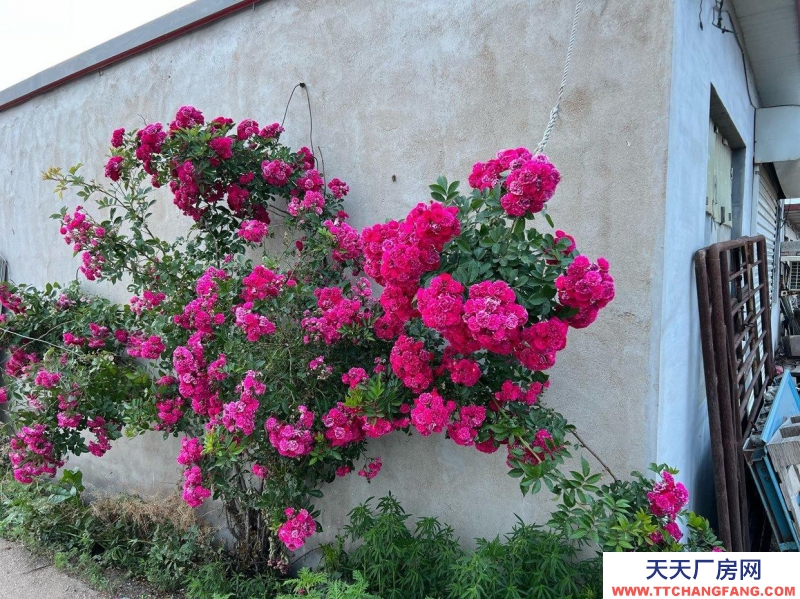 秦皇島 山海關(guān)  海天駕校附近300平米庫房