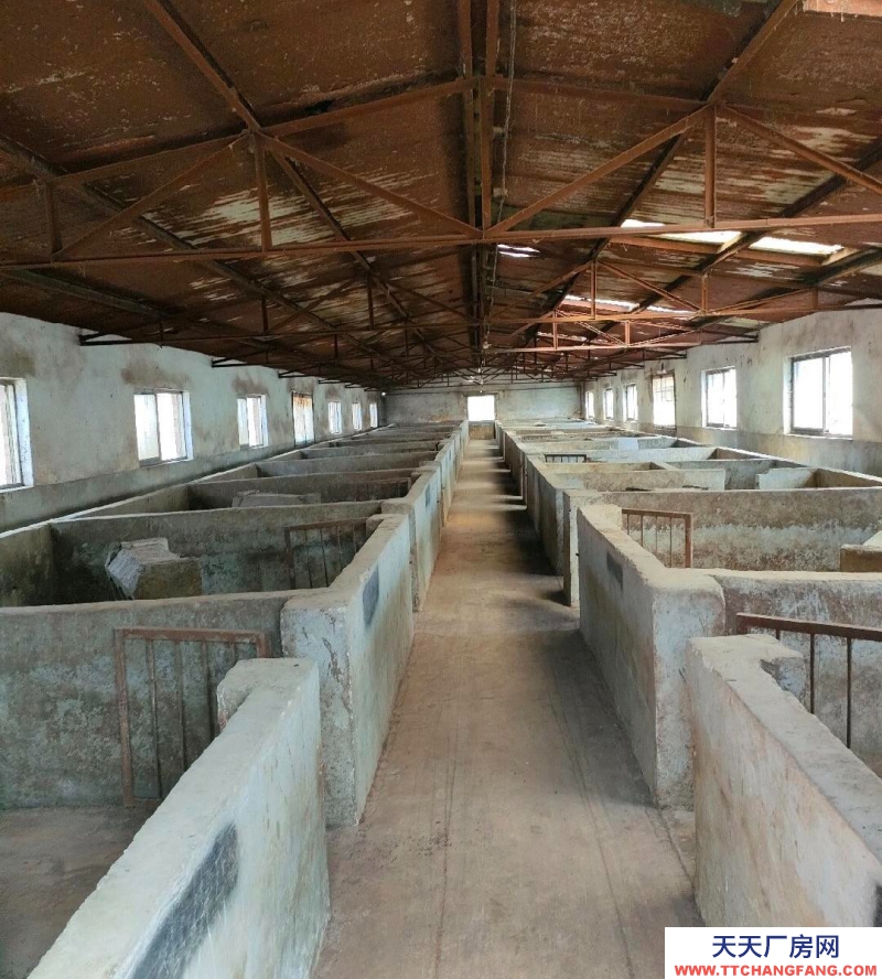 (出租) 500頭規模養豬場向外承包