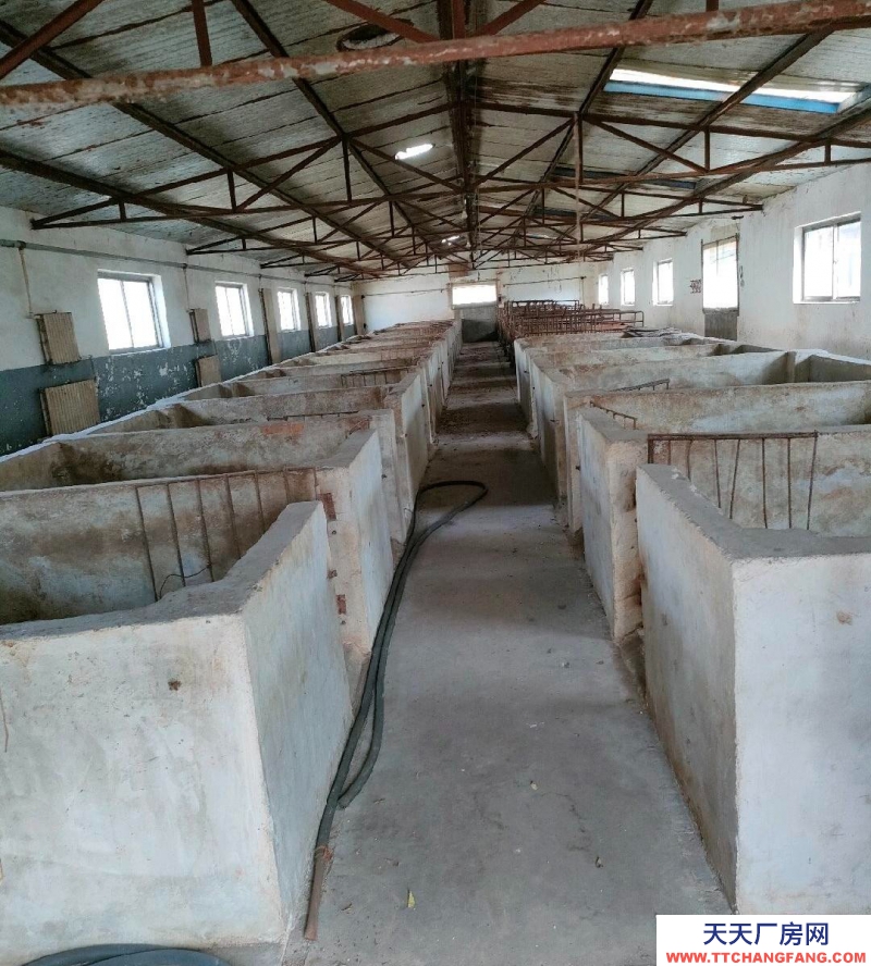 (出租) 500頭規模養豬場向外承包