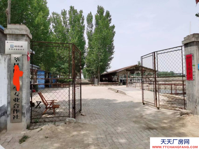 聊城莘縣出租柿子園鎮(zhèn)大型養(yǎng)殖牛場