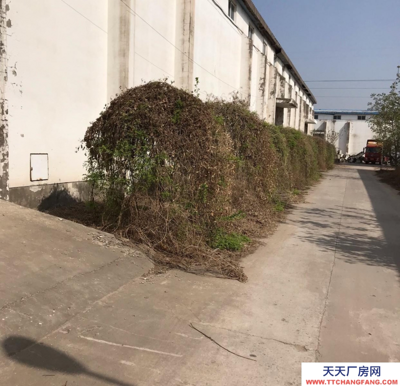 邯鄲 廣平縣 (出租) 廠房出入停車方便，大車方便