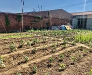 (出租) 個人大院，建設用地，