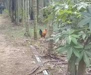 (出租) 人，公司小樓大院可分租，居住商用均可，