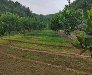 (出租) 可租可轉讓怎樣的話共有十畝，可以養豬與其他都可以的