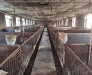 (出租) 出租農(nóng)安鎮(zhèn)曹家崗子村養(yǎng)豬牧業(yè)小區(qū)