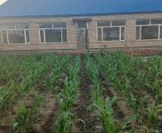 (出售) 農(nóng)村住宅，院子800多平，有三間倉房