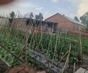 (出售) 農村住宅，院子800多平，有三間倉房