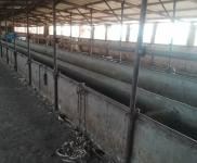 (出租) 能養100頭牛啥都放便，有住人的房子，