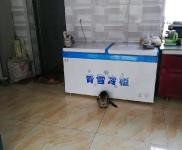 (出租) 蛟河天崗香水河村，獨門獨院