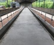 (出租) 倉庫、廠房、養牛棚出租